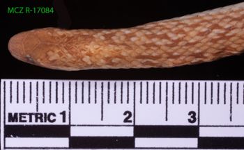 Media type: image;   Herpetology R-17084 Description: Specimen photo;  Aspect: head dorsal